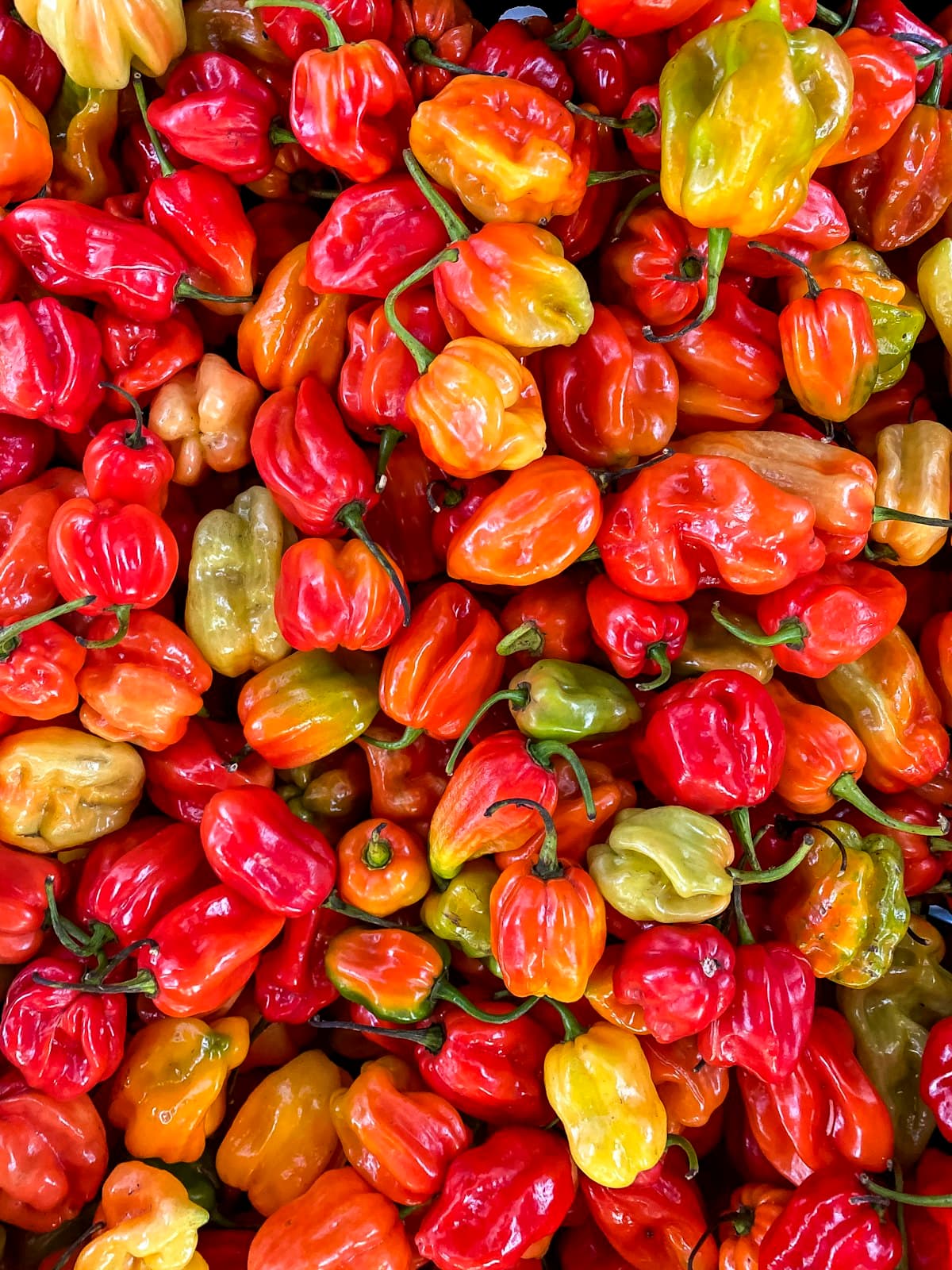 পার্সলে শাক